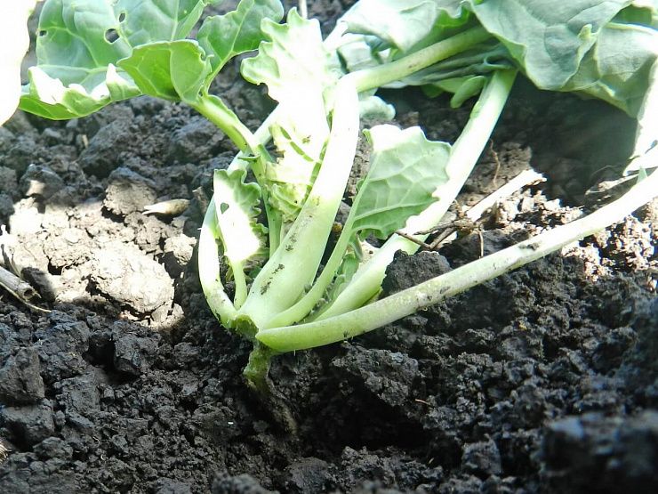 Озимая совка