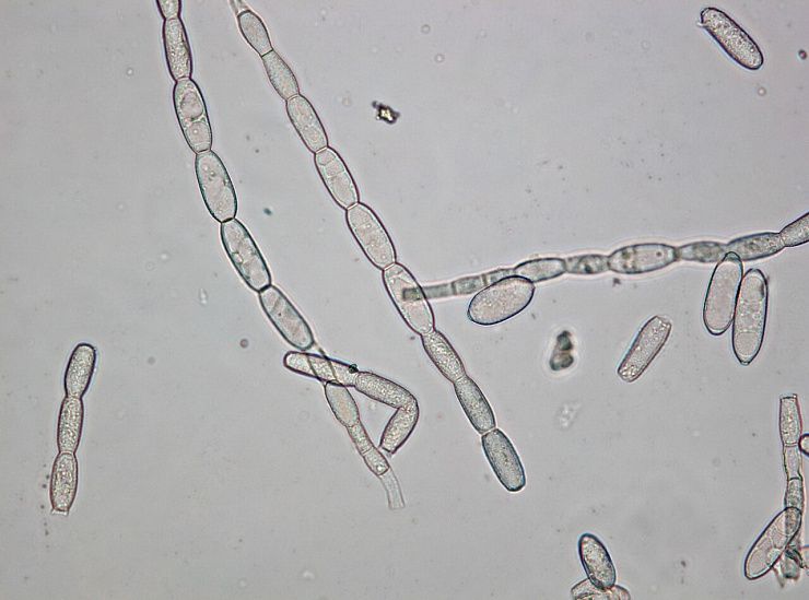 Мучнистая роса зерновых