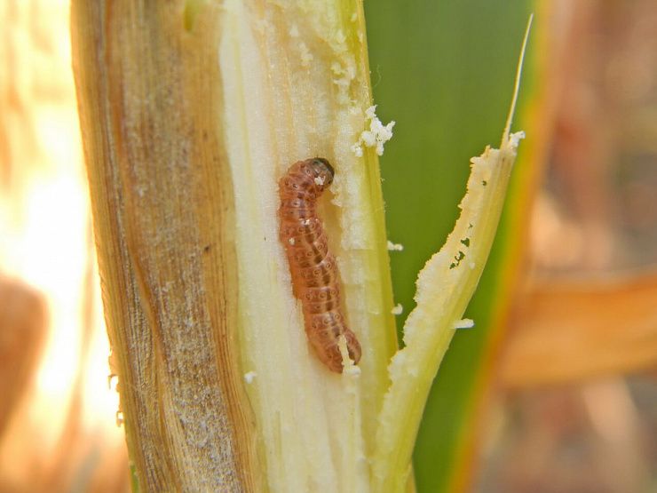 Хлопковая совка