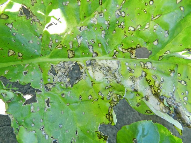 Бактериальная пятнистость