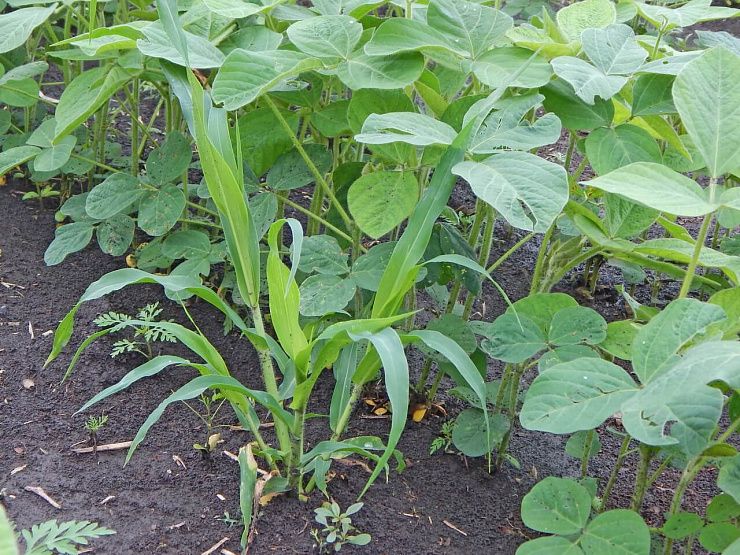 Просо (волосовидное, верхоцветное)