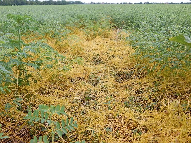 Повилика полевая