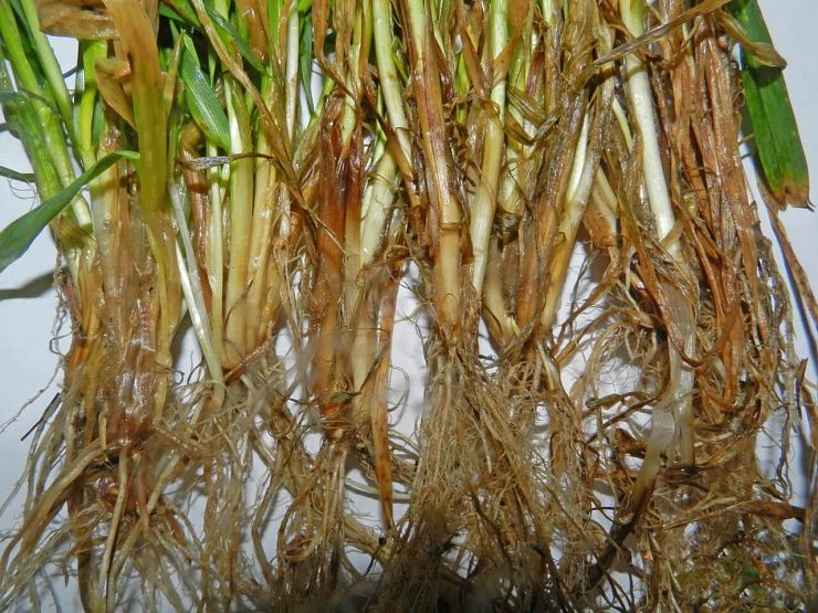 Фузариозные корневые гнили зерновых