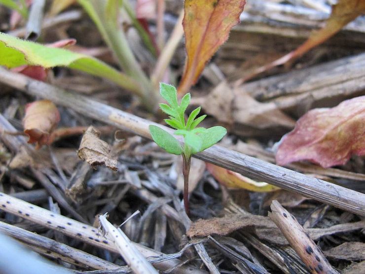 Амброзия полыннолистная