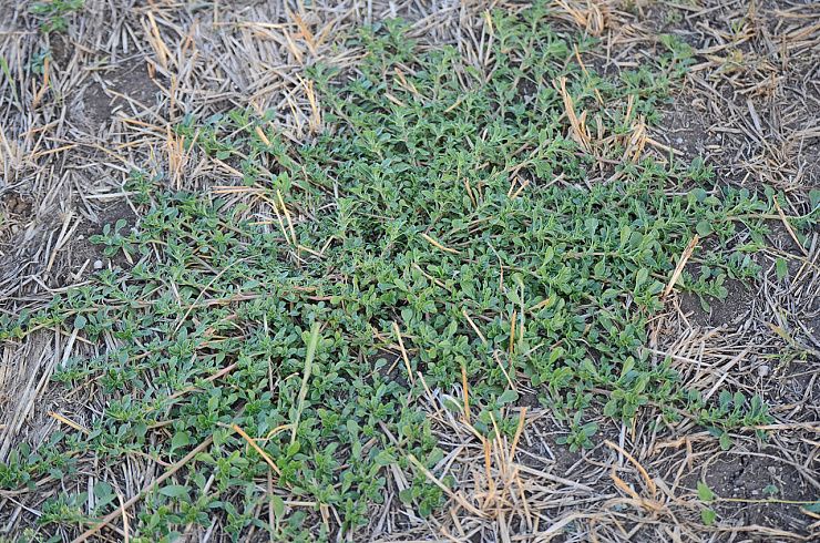 Щирица (синеватая, запрокинутая, жминдовидная)