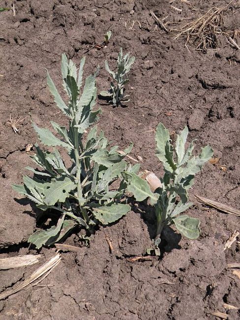 Горчак ползучий (розовый)