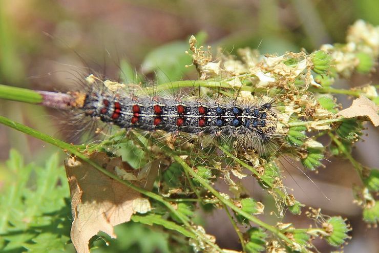 Непарный шелкопряд