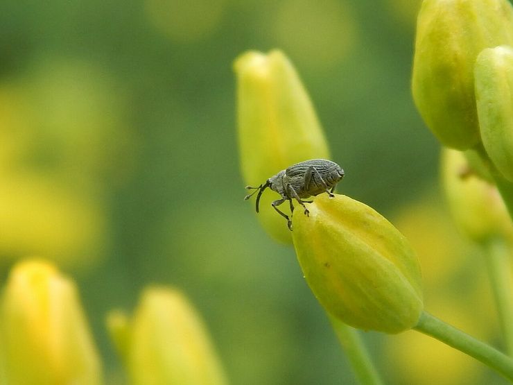 Семенной рапсовый скрытнохоботник