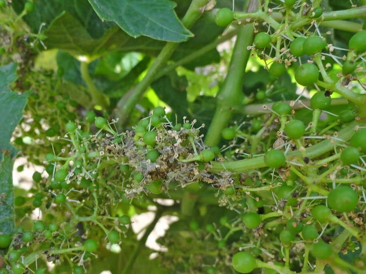 Виноградные листовертки (гроздевая листовертка, двулётная виноградная листовертка)