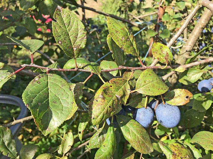 Клястероспориоз