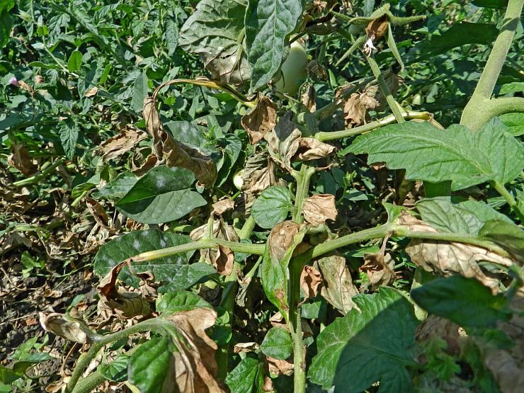 Фитофтороз