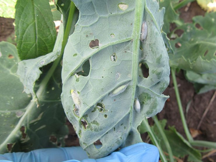 Капустная моль