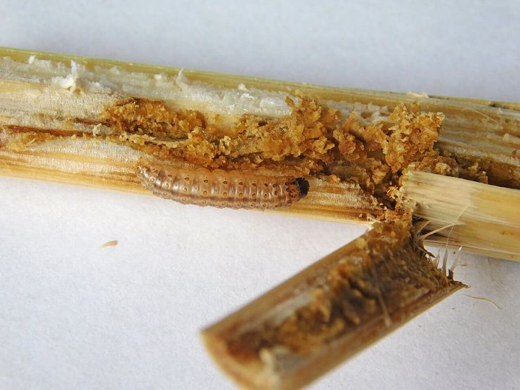 Кукурузный (стеблевой) мотылек