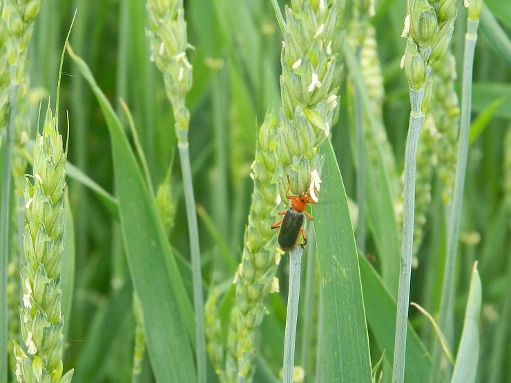 Пьявица обыкновенная
