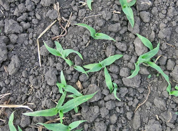 Просо куриное (ежовник обыкновенный)