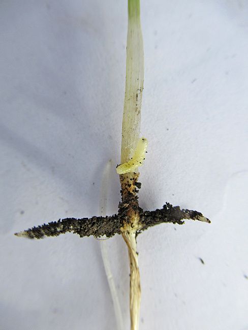 Гессенская муха