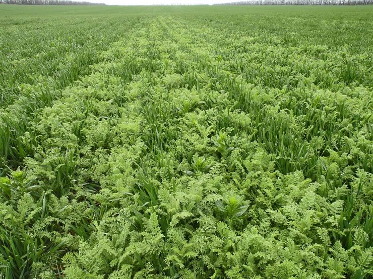 Дескурайния Софии