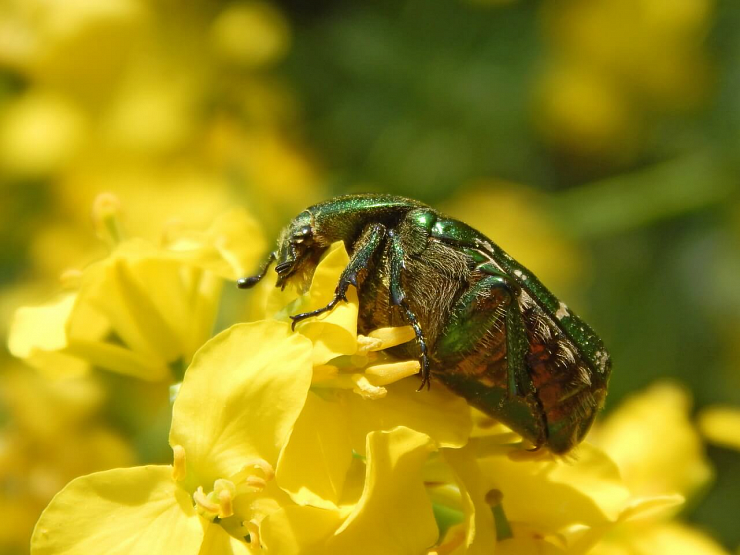 Оленка мохнатая