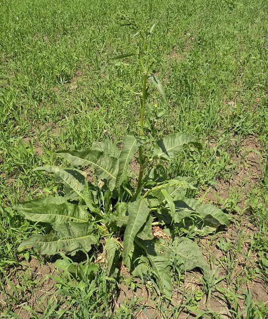 Щавель конский