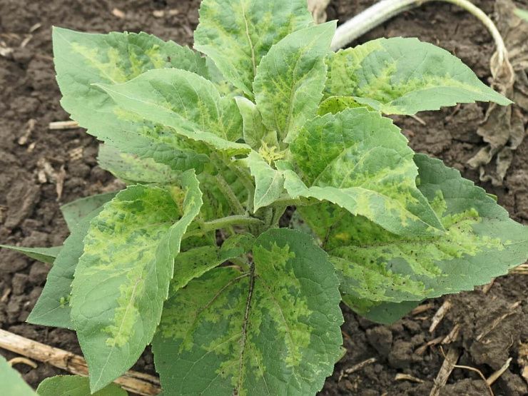 Ложная мучнистая роса подсолнечника