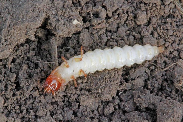 Хлебная жужелица