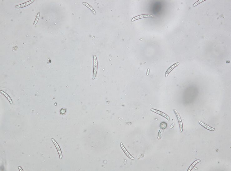 Фузариоз колоса пшеницы