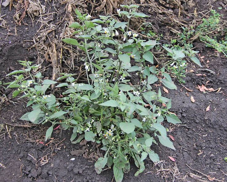 Паслен черный