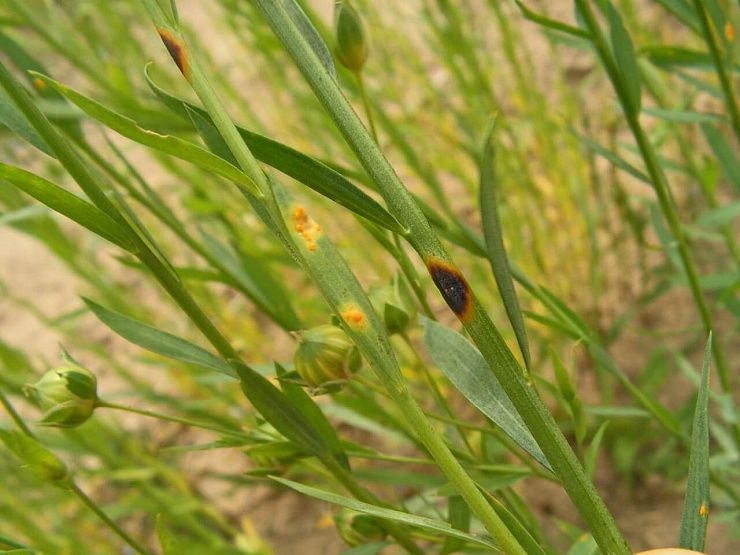 Ржавчина льна