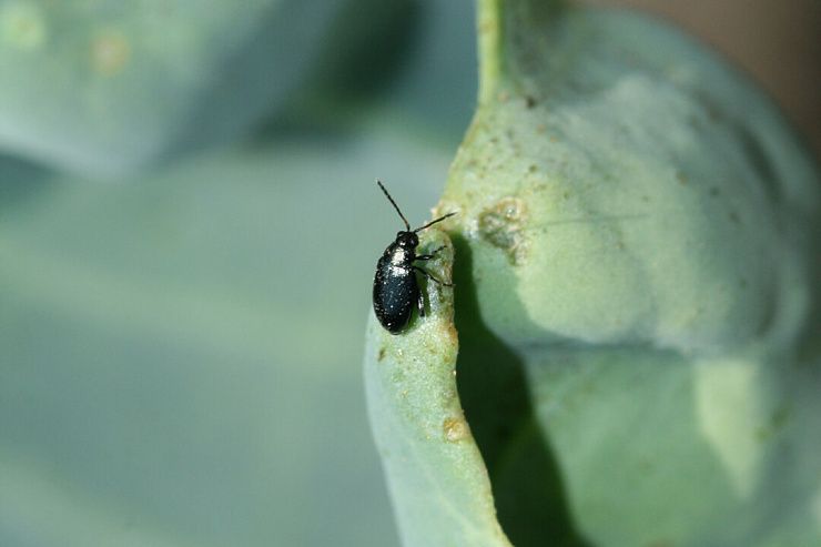 Крестоцветные блошки