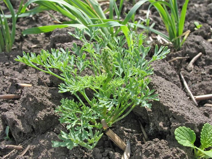 Дымянка Шлейхера