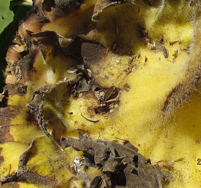 Сухая гниль корзинок подсолнечника