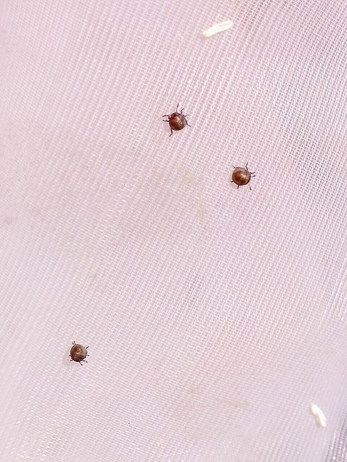 Клоп вредная черепашка