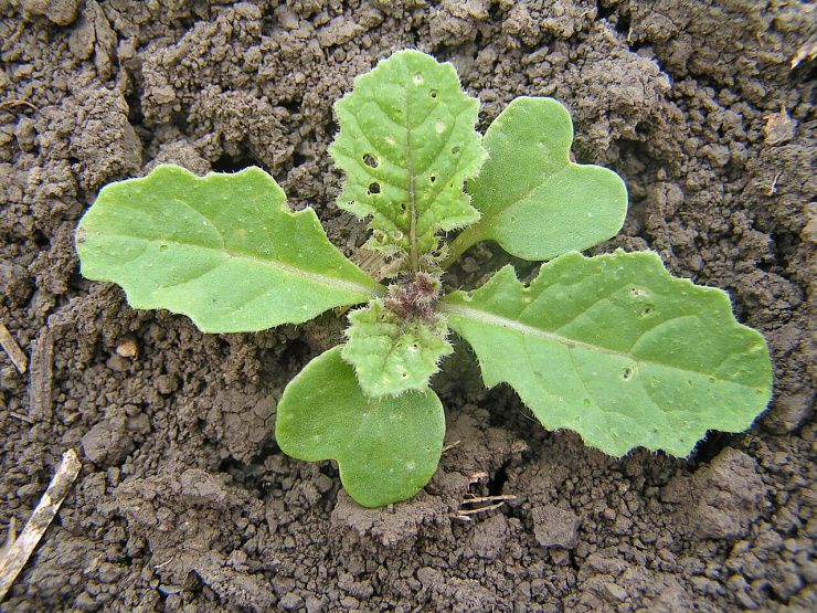 Горчица полевая