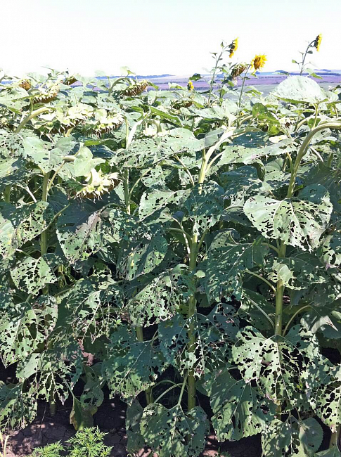 Хлопковая совка