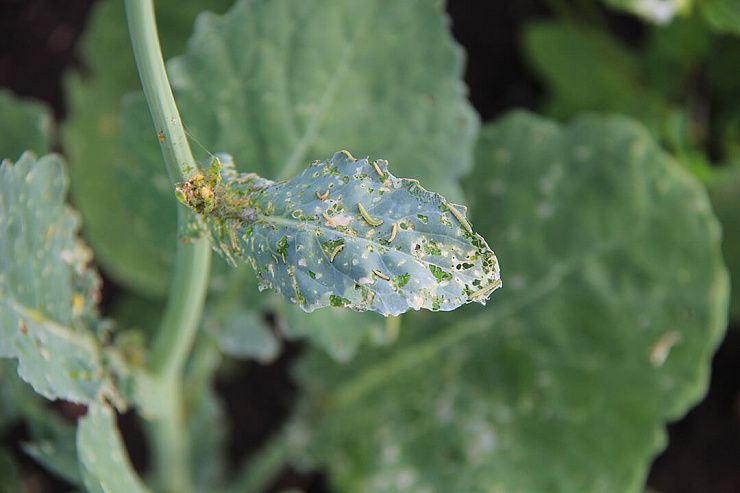 Капустная моль
