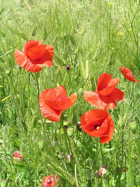 Мак-самосейка