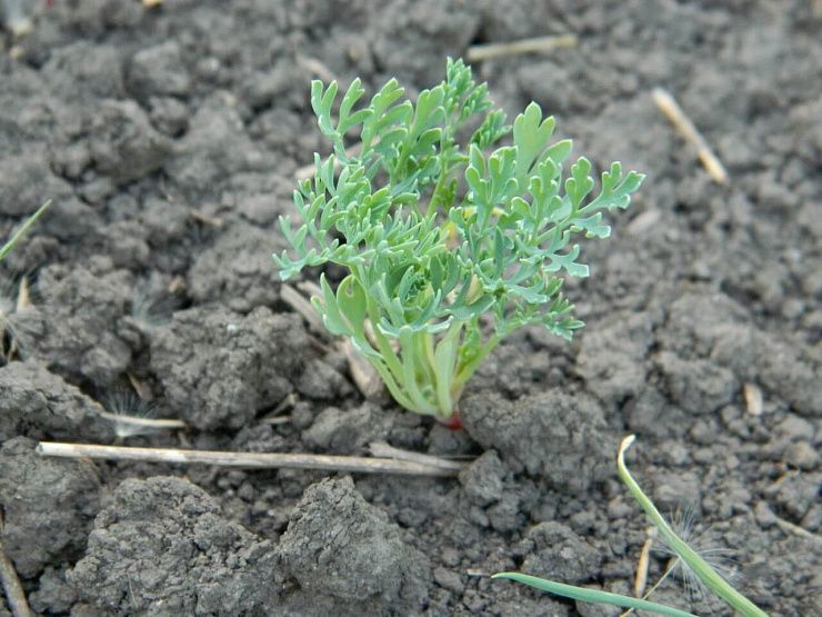 Дымянка Шлейхера