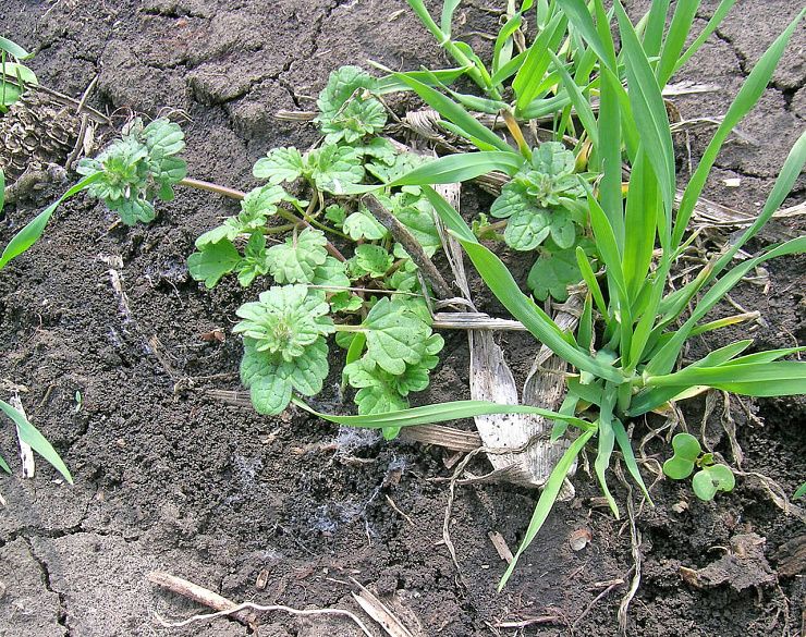 Яснотка (стеблеобъемлющая, пурпурная)