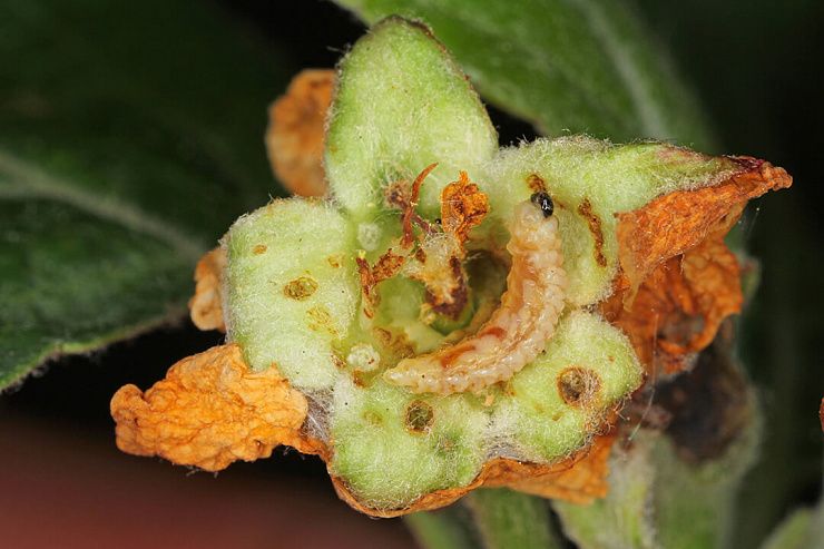 Яблонный цветоед