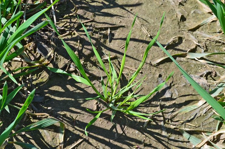 Метлица обыкновенная