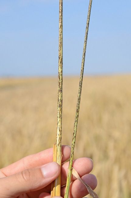 Стеблевая (линейная) ржавчина зерновых