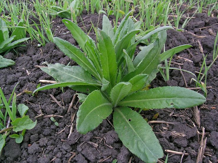 Бодяк полевой (осот розовый)