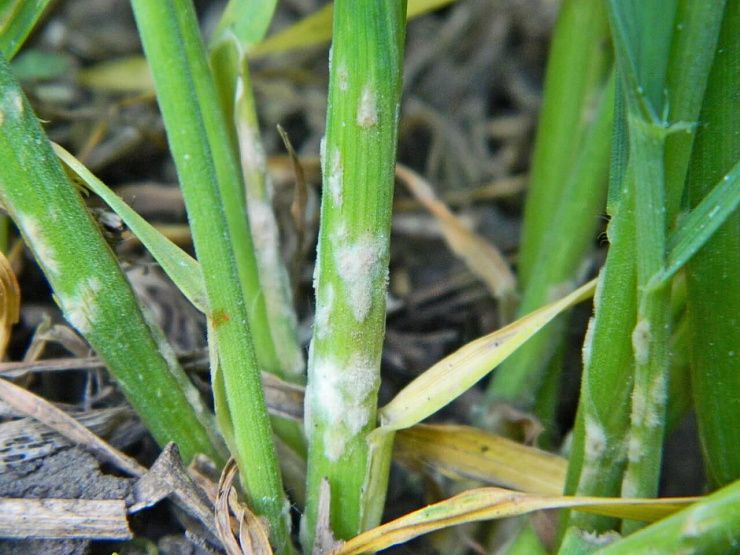 Мучнистая роса зерновых