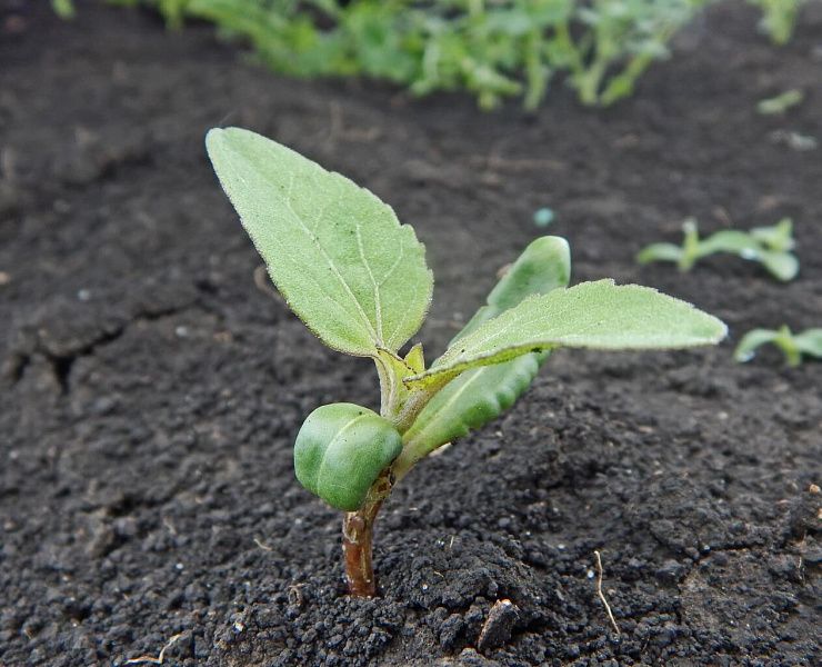 Дурнишник обыкновенный