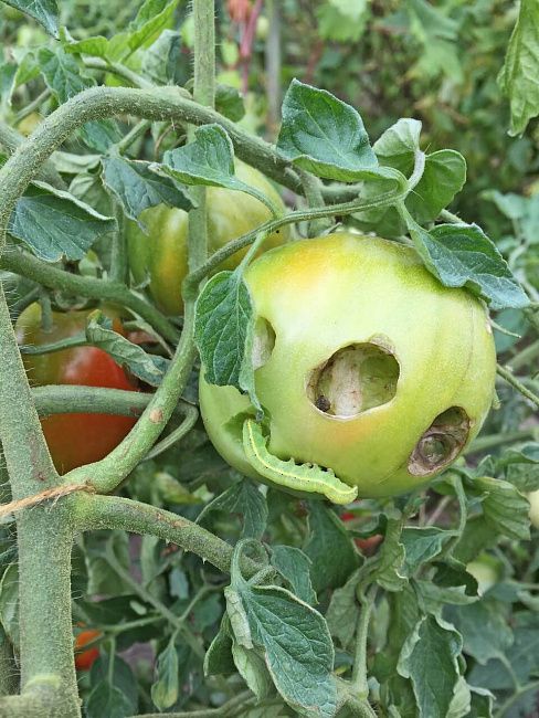 Огородная совка