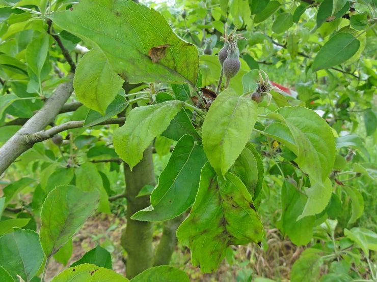 Парша яблони и груши