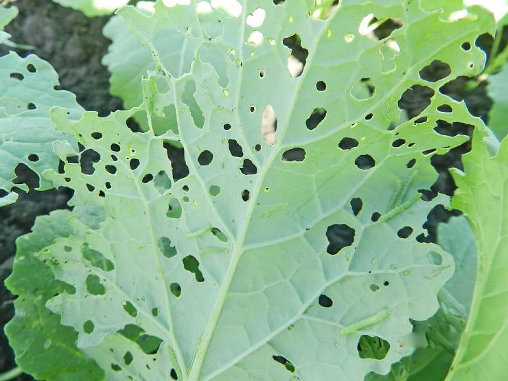 Луговой мотылек