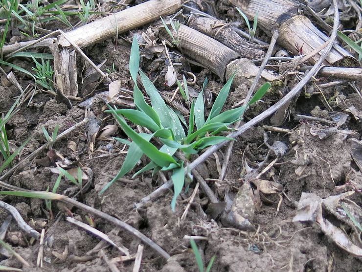 Овсюг пустой (овес пустой)