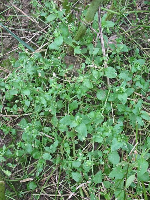 Звездчатка средняя