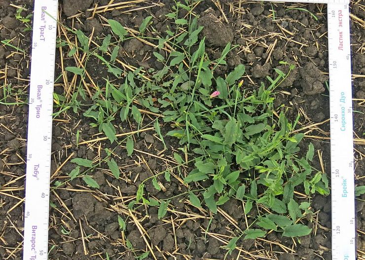 Вьюнок полевой (березка)